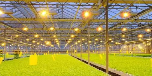 我國農業科技創新專利眾多，為何技術落地推廣之路依舊艱難？