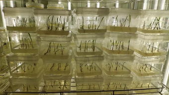 解鎖玉米育種新篇章 單倍體工廠化技術服務與咨詢全解析